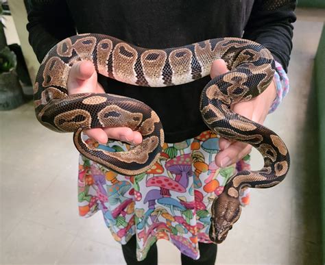 Afbeeldingsresultaten voor Septicemia Ball Python