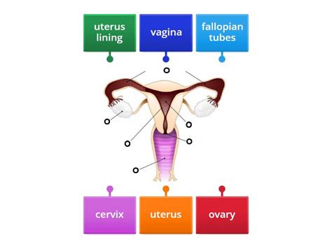 Female Reproductive System Labelled に対する画像結果