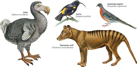 Image result for Extinct Animals Europe
