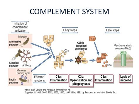 Image result for What Is the Complement System