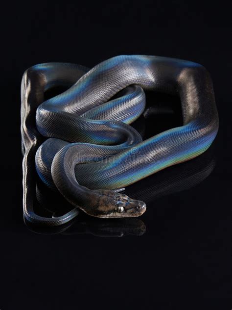 Black Rainbow Snake Python に対する画像結果
