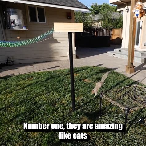 Backyard Squirrel Maze 1.0- Ninja Warrior Course | Backyard Squirrel ...