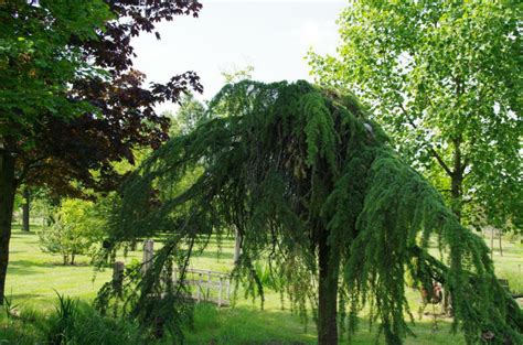 Image result for Ceder Ceder