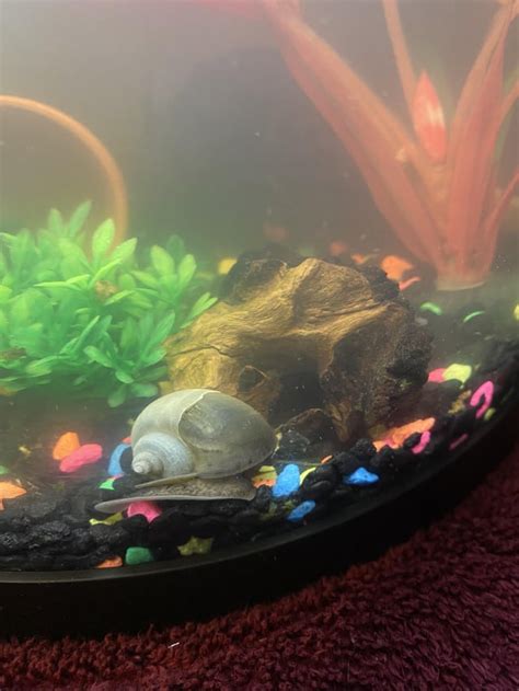 Shellfish Shell Color Change に対する画像結果