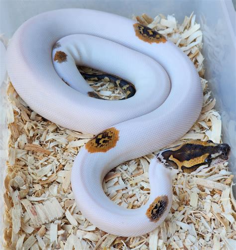 Image result for Pied Burmese Python