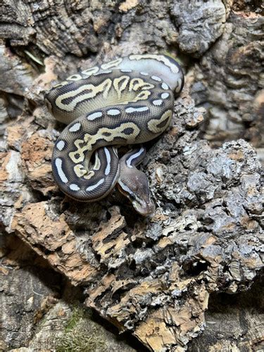 Afbeeldingsresultaten voor Royal Python Birmingham