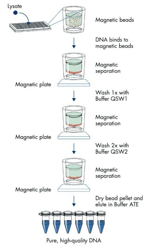 DNA Extraction Method GIF に対する画像結果