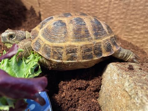 Image result for Desert Tortoise Shell Rot