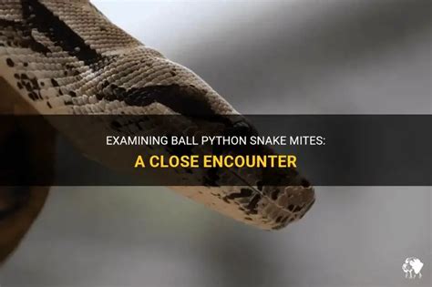 Image result for Ball Python Mites
