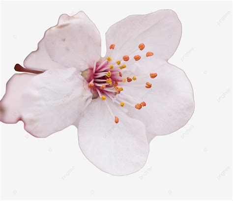 Plum Flower Disection に対する画像結果