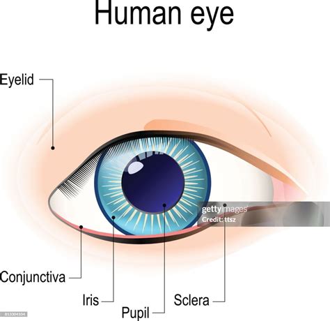 Image result for Front View of Human Eye