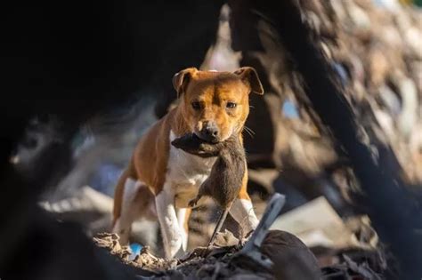Image result for Rat Hunting with Dogs
