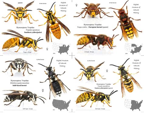 Image result for Bee and Wasp Chart