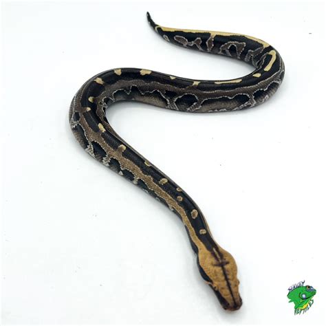 Toradh íomhá ar Python Snake Desing