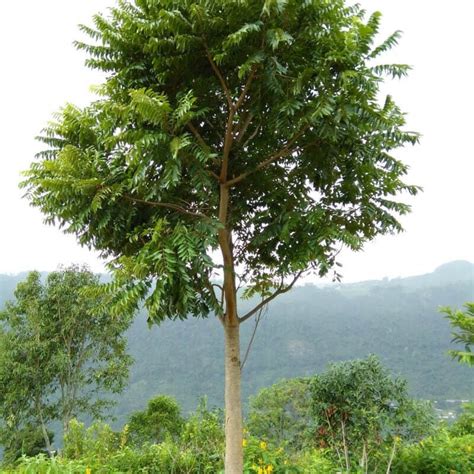 Toradh íomhá ar Deciduous Native Australian Trees