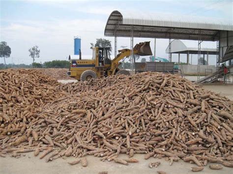 Image result for Cassava Processing Plant Layout