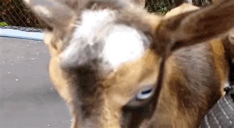 Image result for Goats Falling Off Mountain