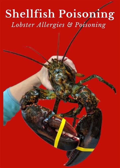 Lobster Shell Rot కోసం చిత్ర ఫలితం
