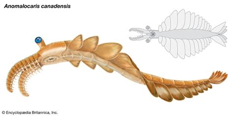 Afbeeldingsresultaten voor Cambrian Explosion and Evolution