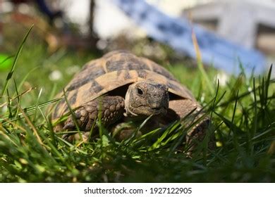 Image result for Tortoise Green Color