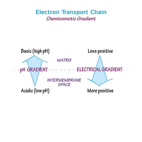 Visual Representation of Electron Transport Chain に対する画像結果