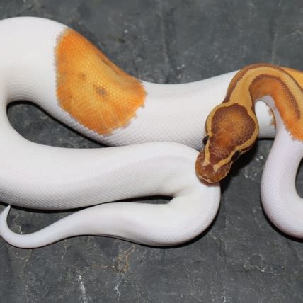 Afbeeldingsresultaten voor Axanthic Ultramel Ball Python