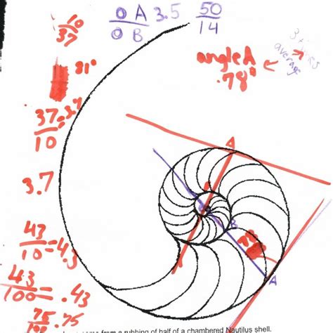 Image result for Nautilus Shell Matrix Multiplication by Vector
