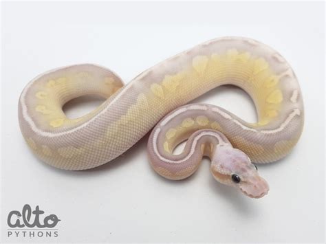 Image result for Pastel Lesser Banana Pie Ball Python