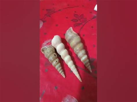 Image result for How Much Is a Shumuk