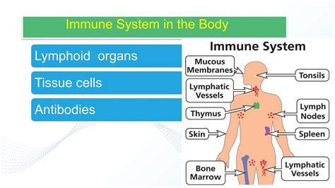 Immunity Biology に対する画像結果