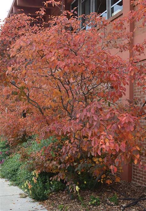Toradh íomhá ar Shrubs with Fall Color