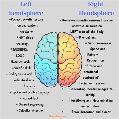 Image result for brain hemisphere differences