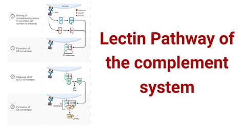 Complement System Diagram Easy に対する画像結果