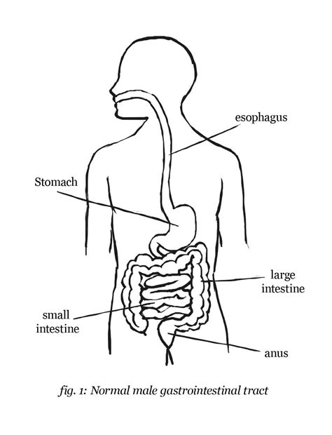 The Digestive System Drawing Simple に対する画像結果
