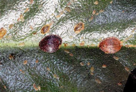 Image result for Scale Insect Damage