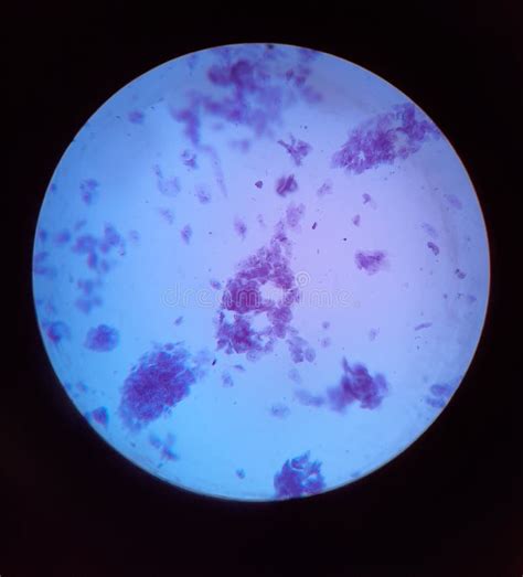 Particle Shape Light Microscope-এর ছবি ফলাফল