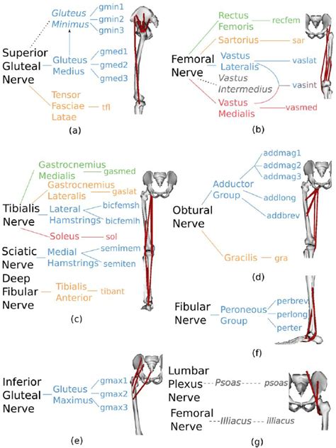 Pressure Gradient Segmental Pressure Lower Extremity に対する画像結果