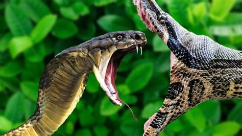 Image result for King Cobra vs Python