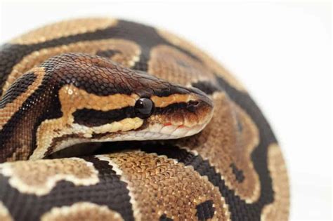 Image result for Snake Facts Ball Python