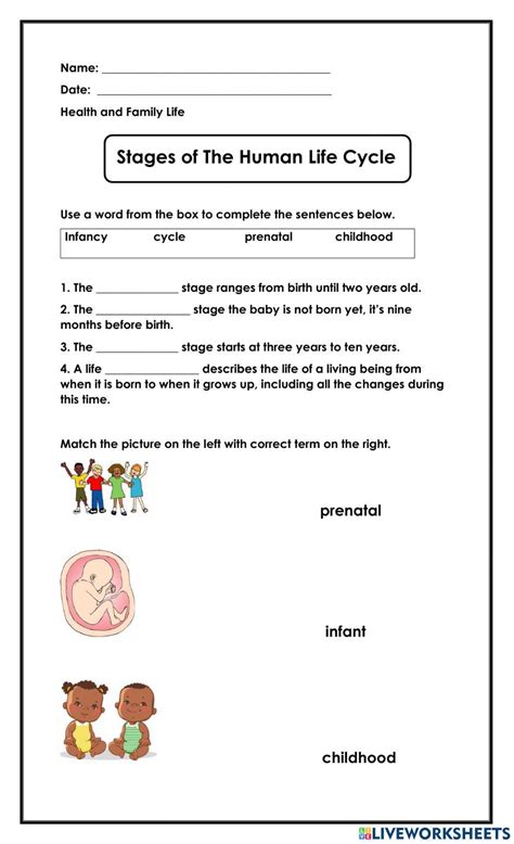 Image result for Human Life Cycle Worksheet