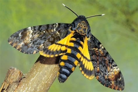 Image result for Dead Head Hawk Moth