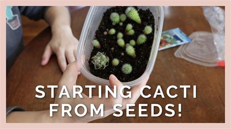 Toradh íomhá ar How to Grow Cactus Seeds