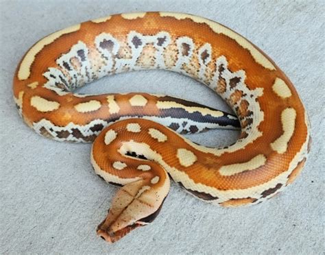 Image result for What Is a Matrix Blood Python