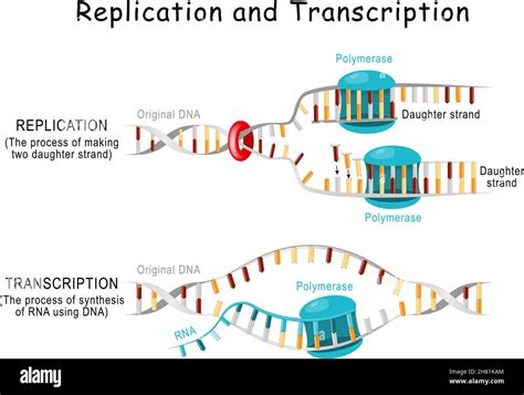 Image result for Replication vs Transcription