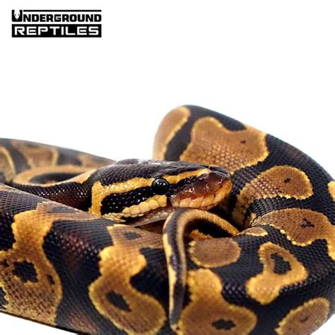 Image result for Most Valuable Baby Python