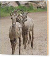 Image result for Line Up Single File