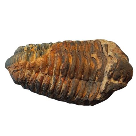 Image result for Fossil and Gem Hunting in Iowa