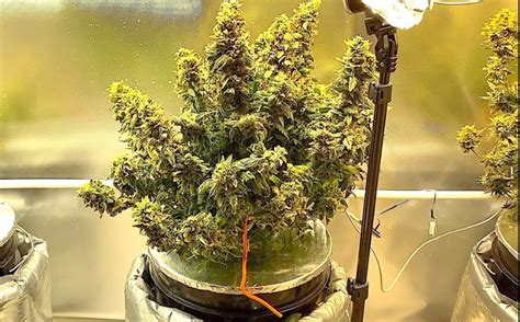 Image result for Autoflower Grow Tips
