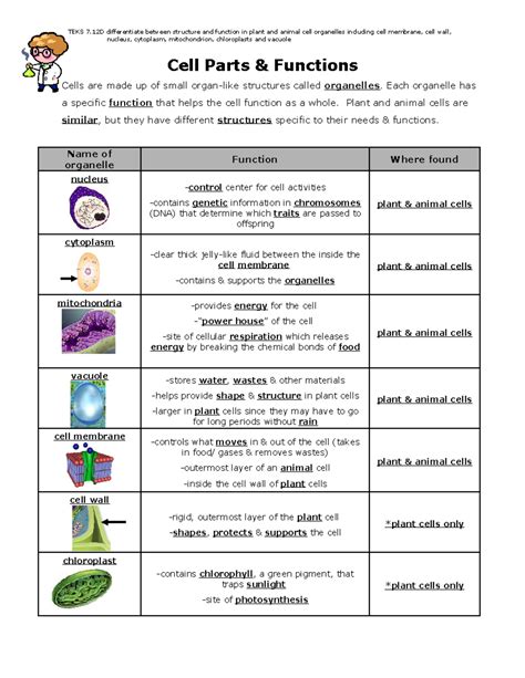 Cell Parts and Functions Chart ପାଇଁ ପ୍ରତିଛବି ଫଳାଫଳ