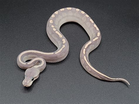 Image result for Nightmare Ball Python